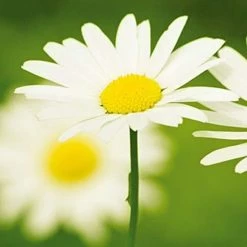 Beste Pirce 👍 DR Renaud Camomille Crème - 50ml - Kalmerend Voor Een Gevoelige Huid 😉 -BRAUN Shop 550x550 164