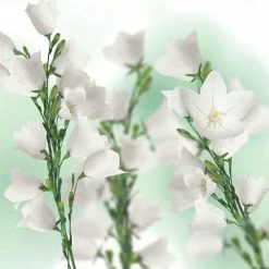 Promo 🌟 Kneipp Balancing - Massageolie 😉 -BRAUN Shop 550x550 680