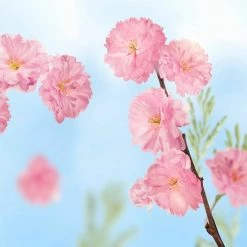 Kopen 🧨 Kneipp Favourite Time - Handcrème ❤️ -BRAUN Shop 550x550 87