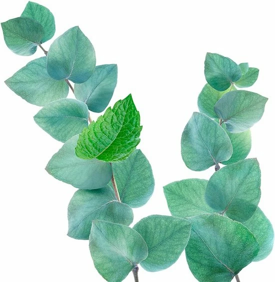 Begroting ๐ Kneipp Refreshing - Douche Scrub ๐ฅ 6 Begroting ๐ Kneipp Refreshing - Douche Scrub ๐ฅ - Afbeelding 6